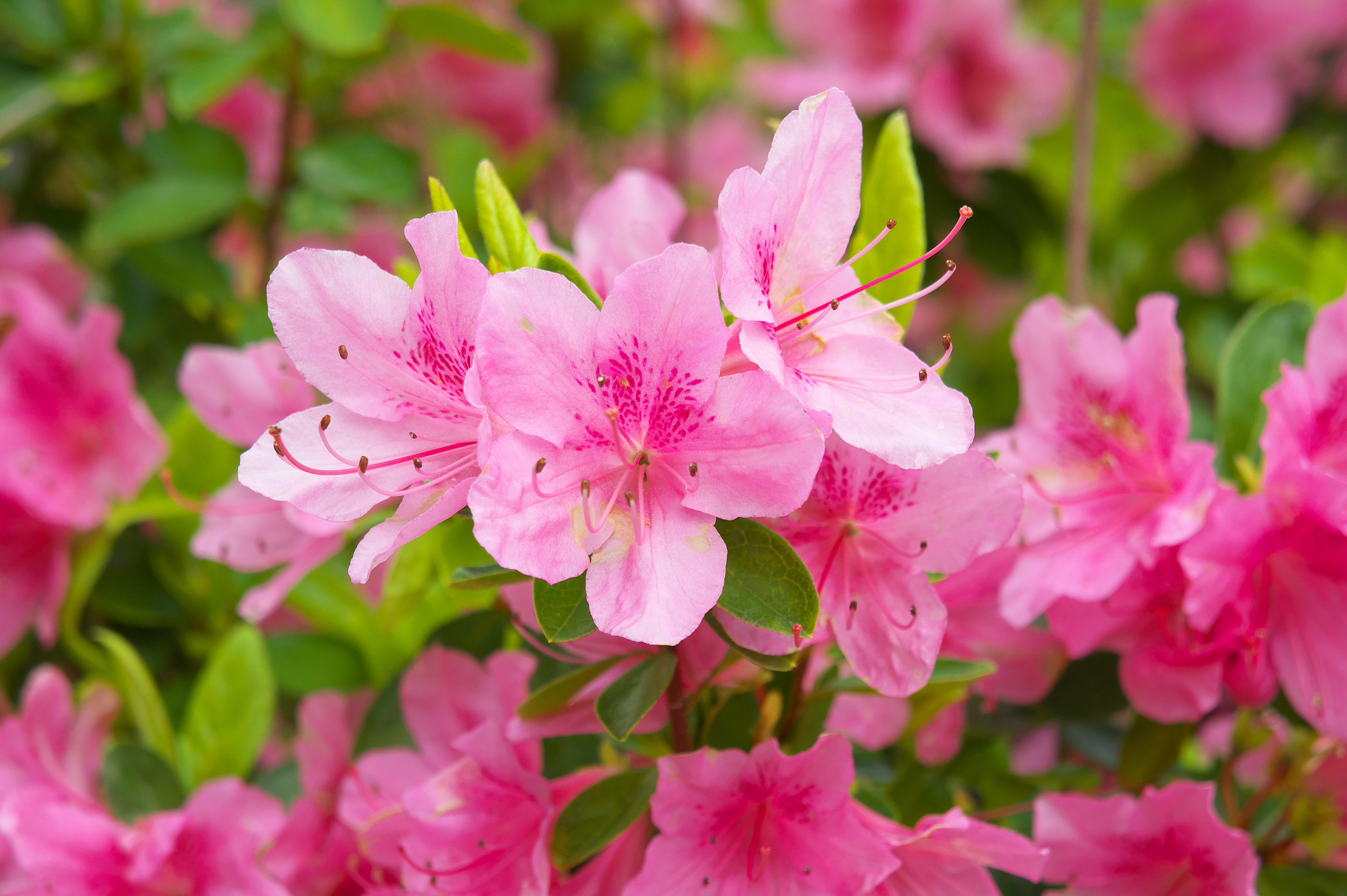 Plant azaleas and rhododendrons. 