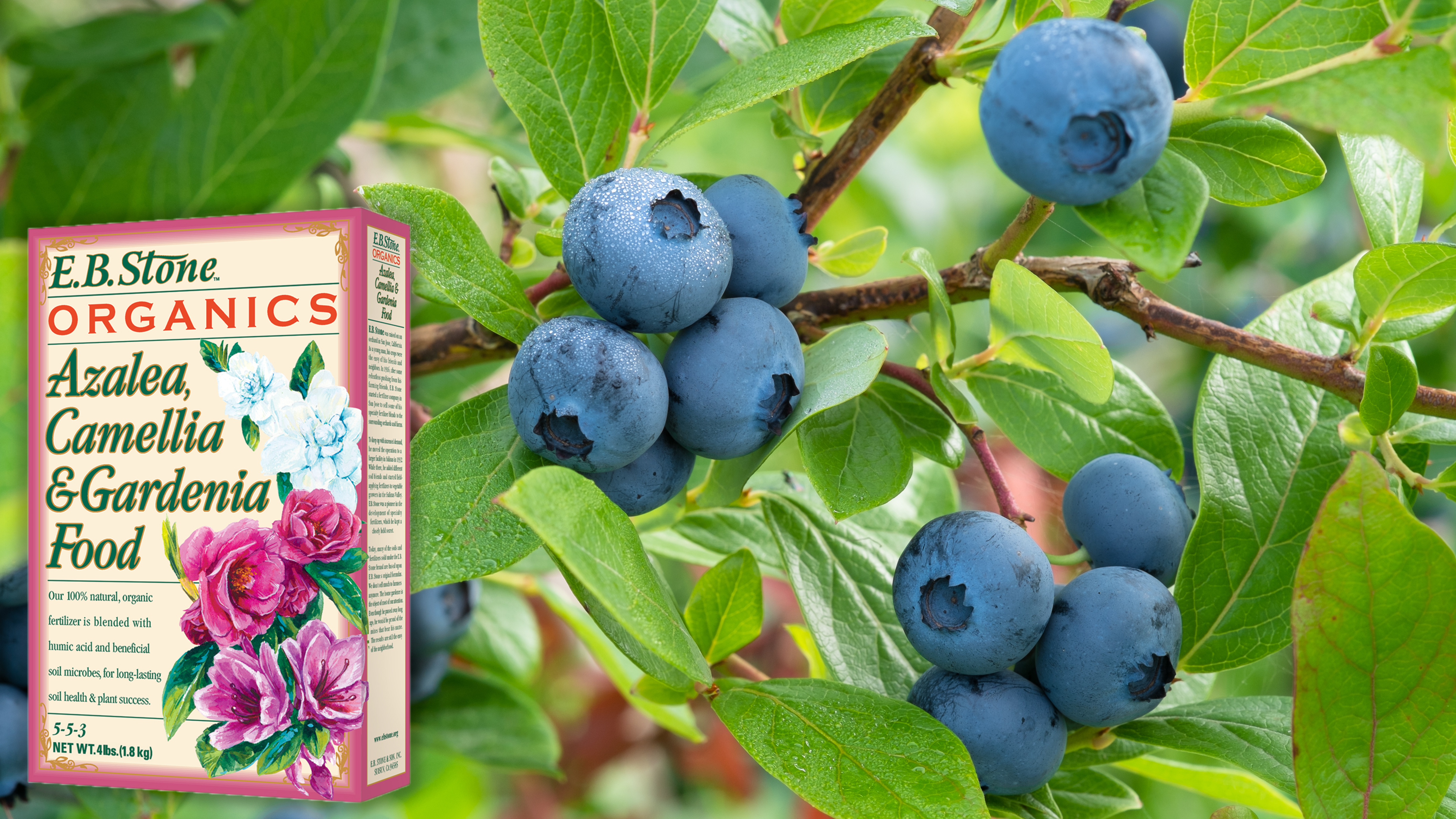 Fertilize blueberries