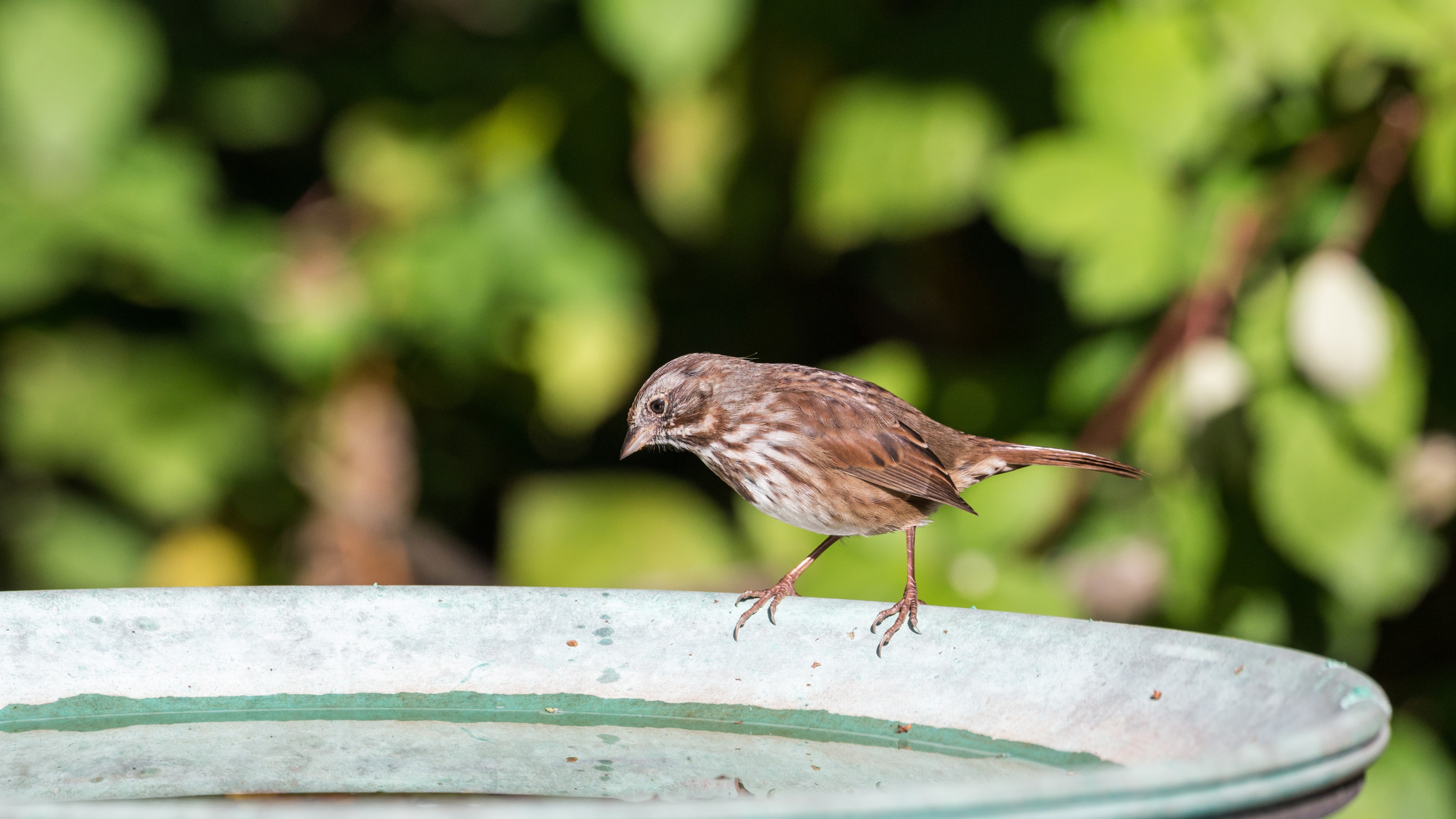 Sparrow and water 