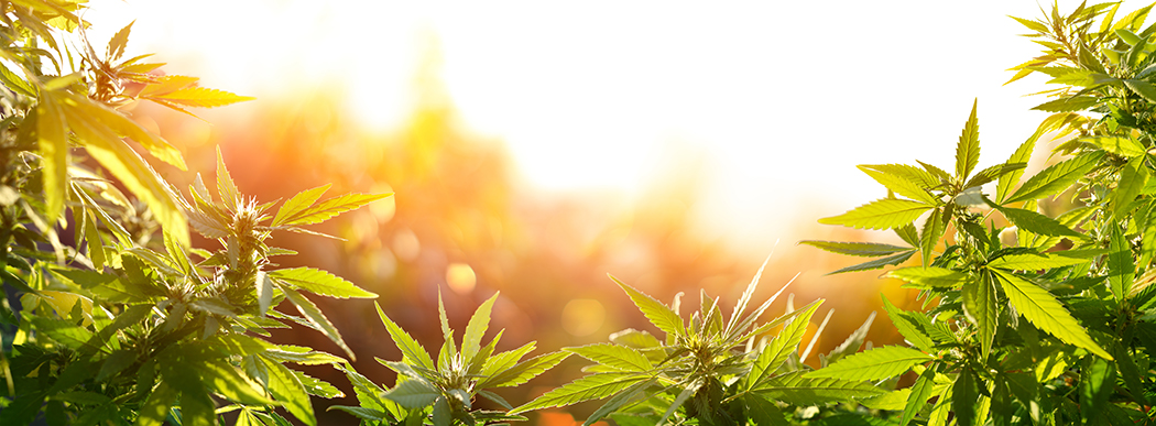 Cannabis grow supplies