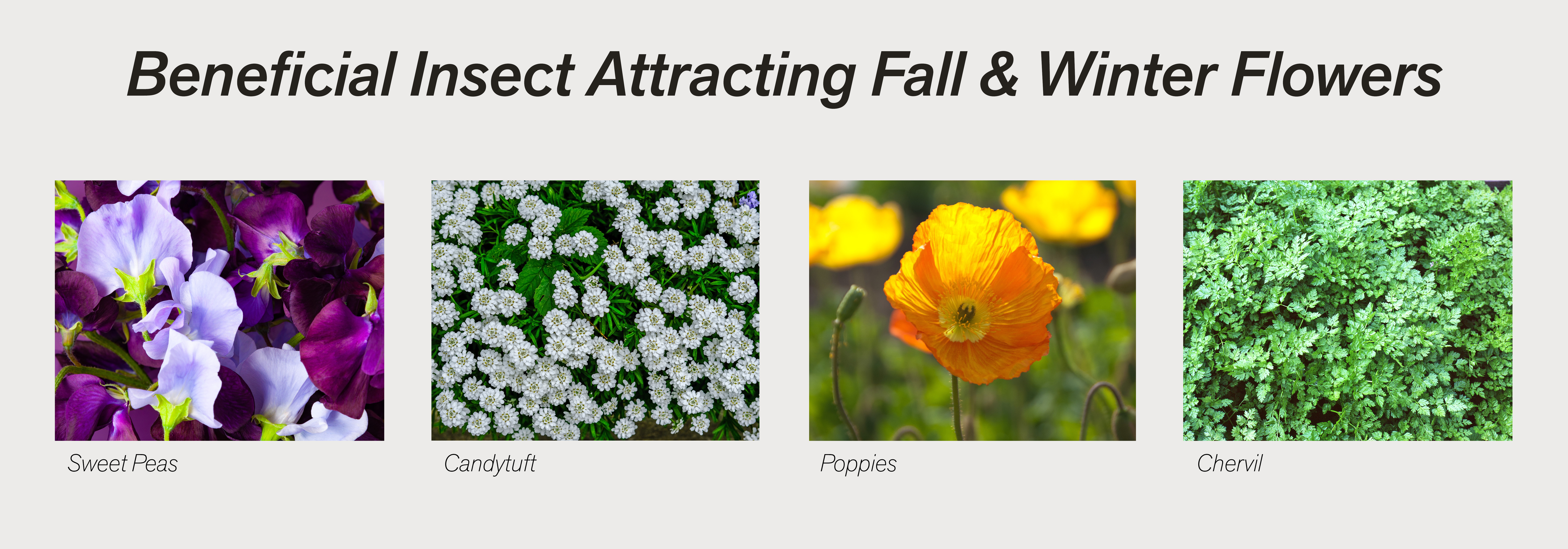 Beneficial Insect Attracting Fall & Winter Flowers 