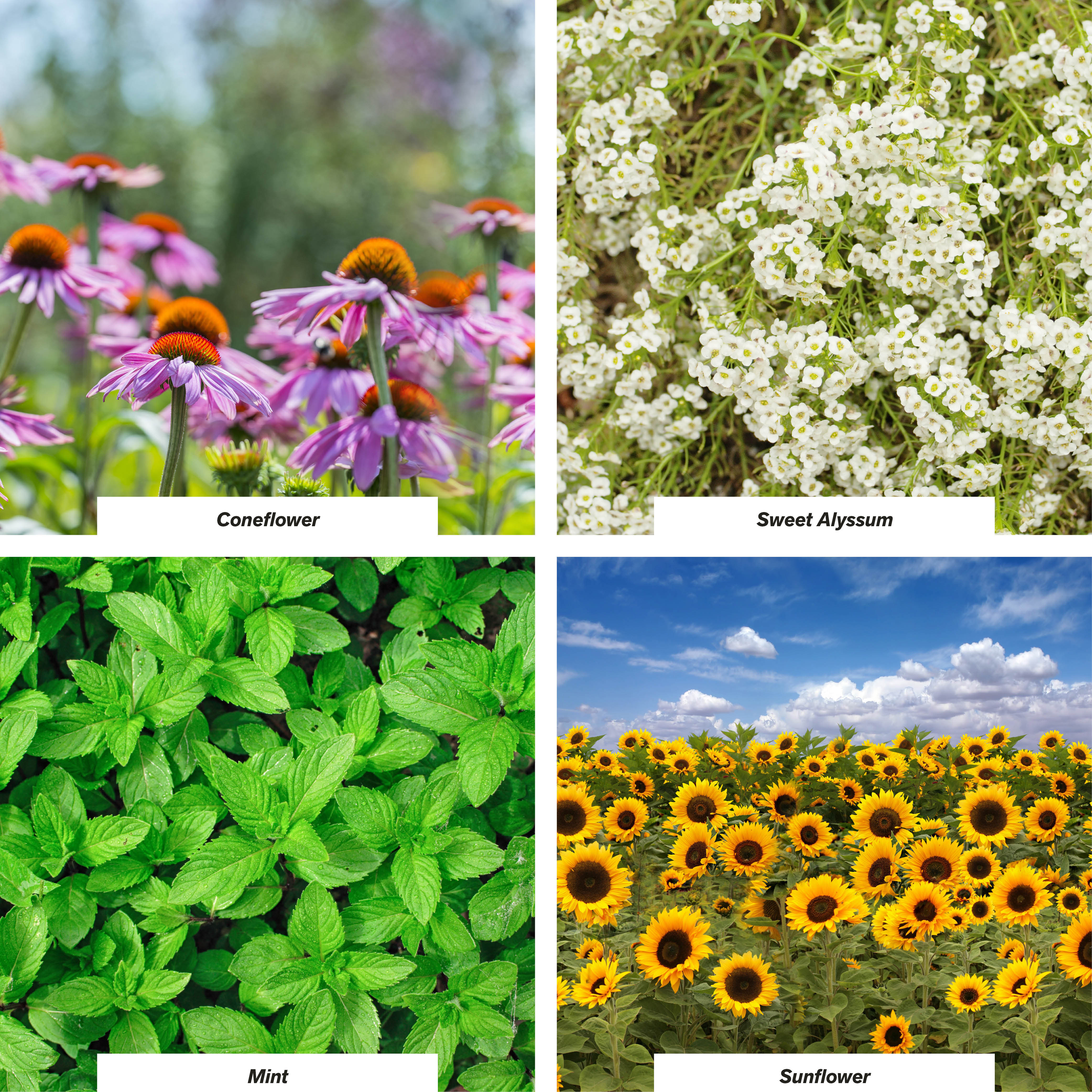 Nectar- and Pollen-Reich Plants