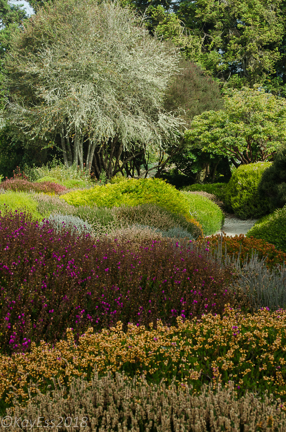 Mendocino Coast Botanical Garden